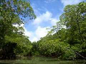 Amazonas regnskog