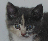 Byt ut en bokstav i KATT!