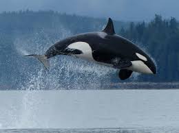Orca79y