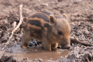 PorcusMaximus3
